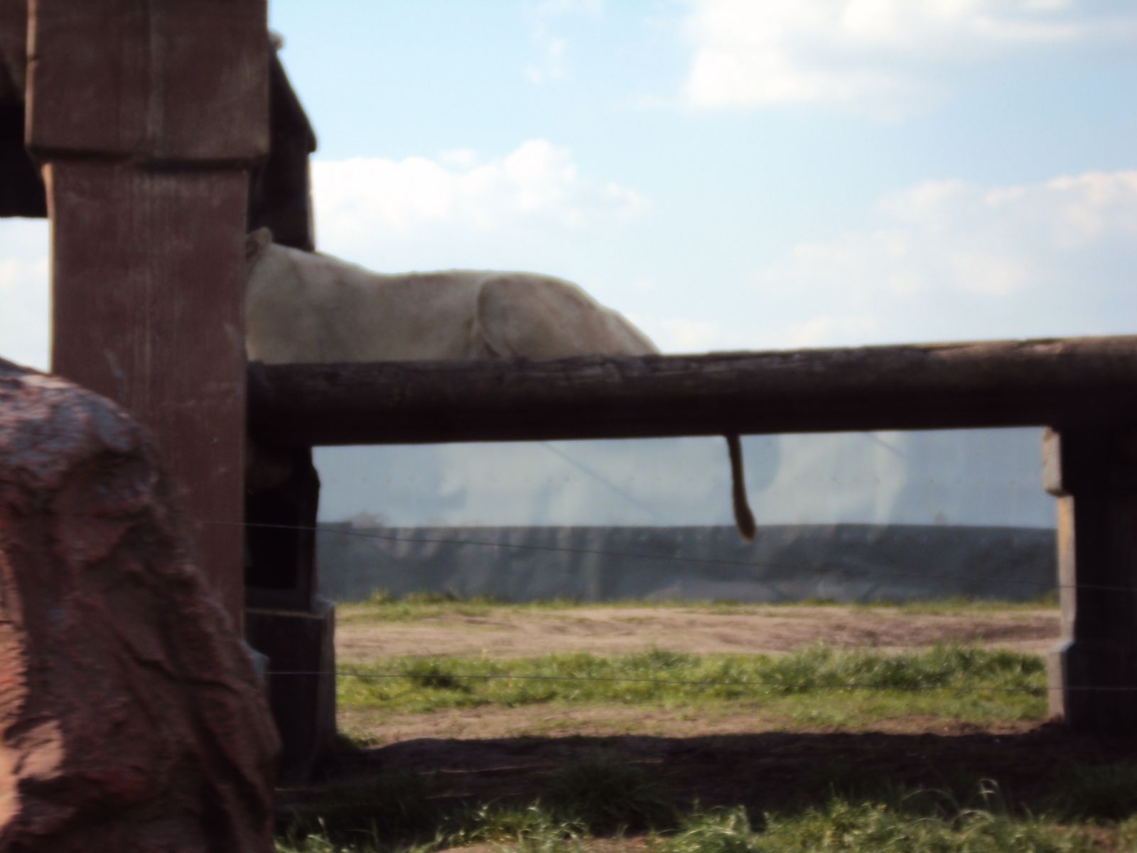 West Midland Safari Park